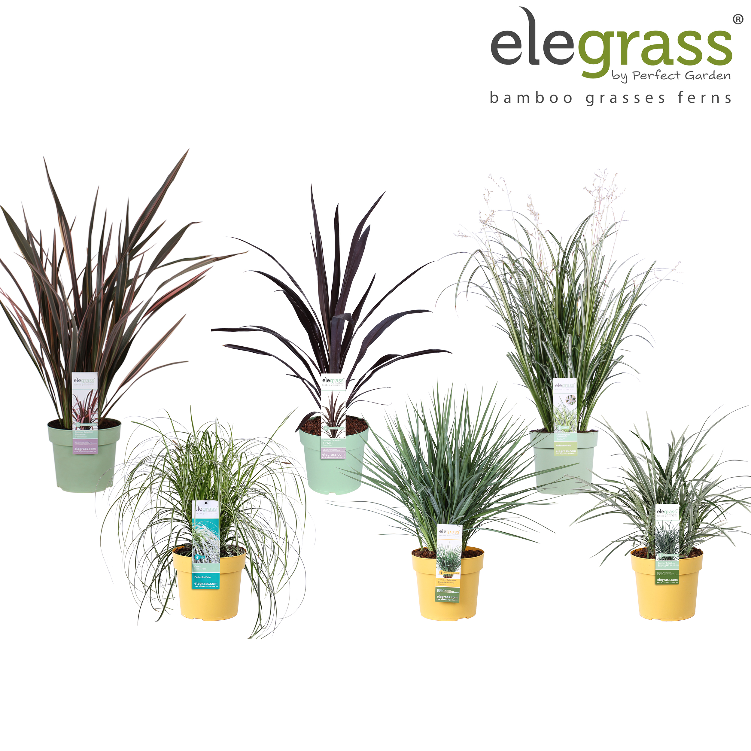 Picture of Grassen mix tray - Elegrass Super-Easy-Care P19