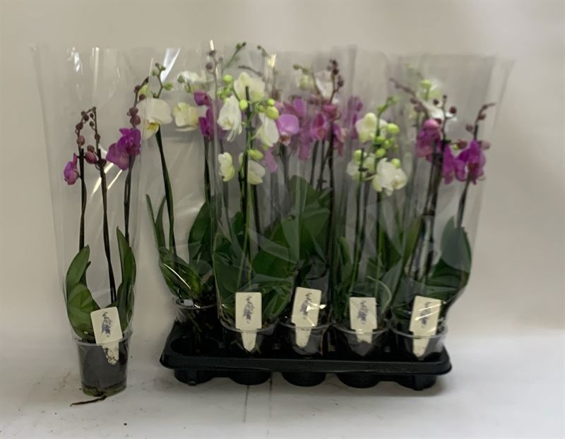 Phalaenopsis Asst 12Ø 60cm