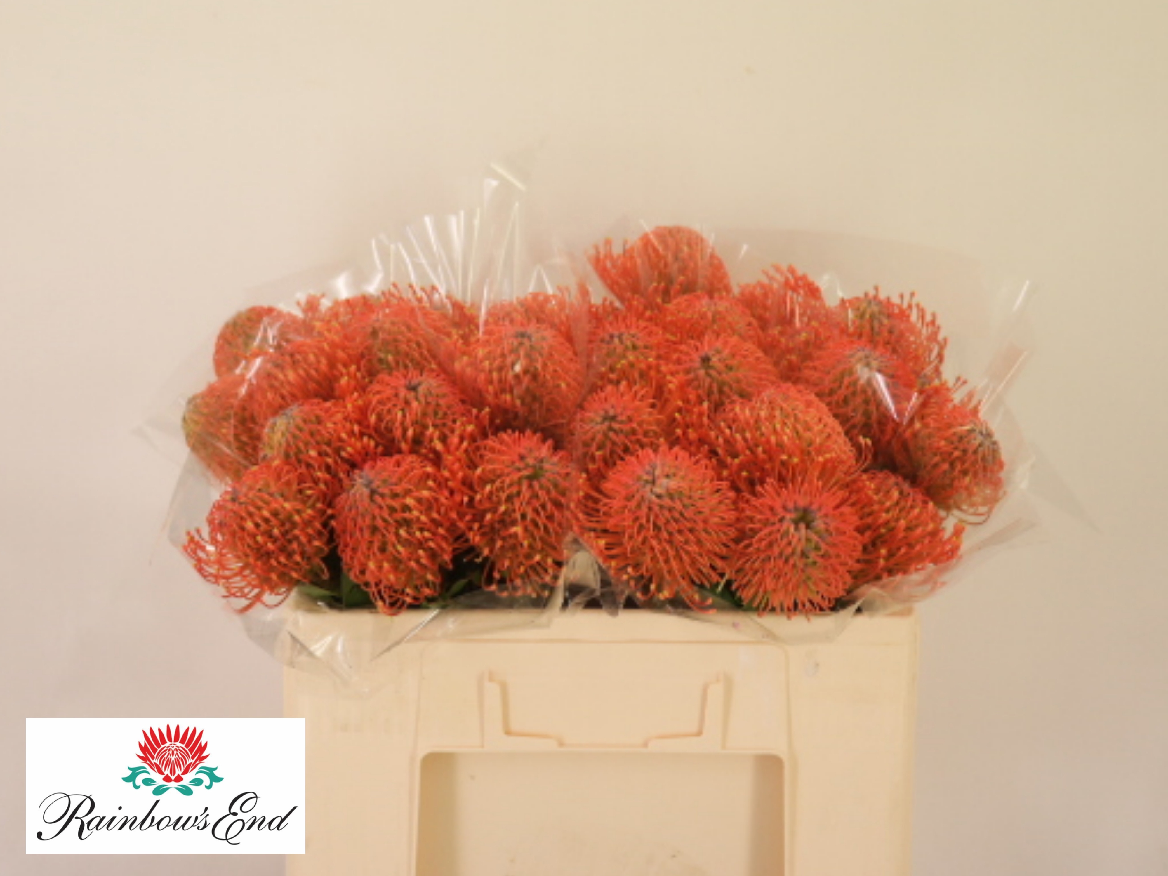 Leuco Ayoba Man Zest 50cm