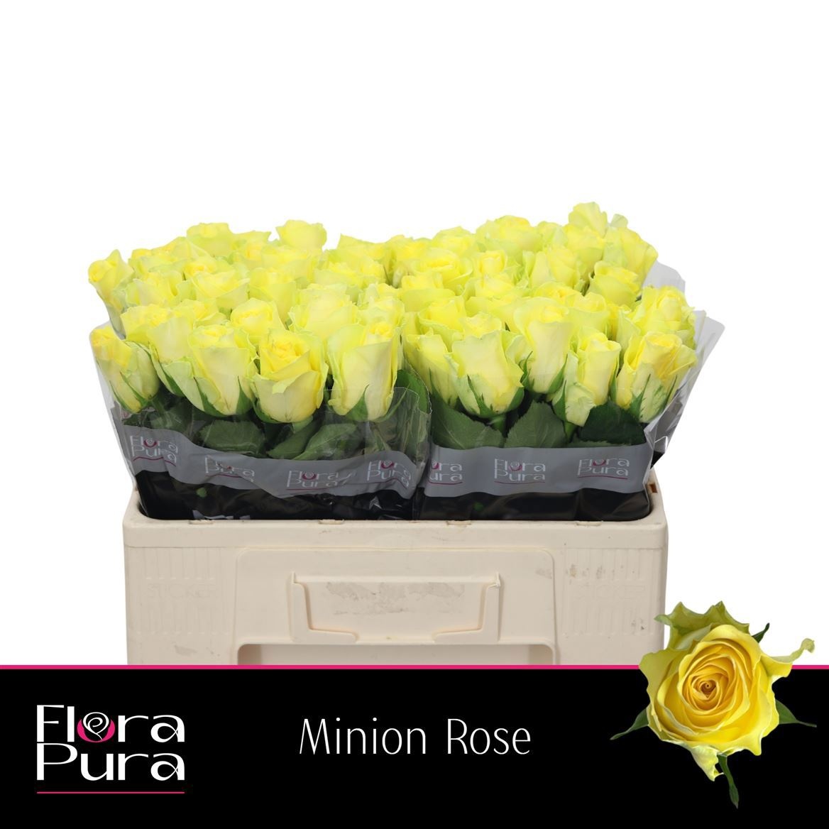 R Gr Minion Rose