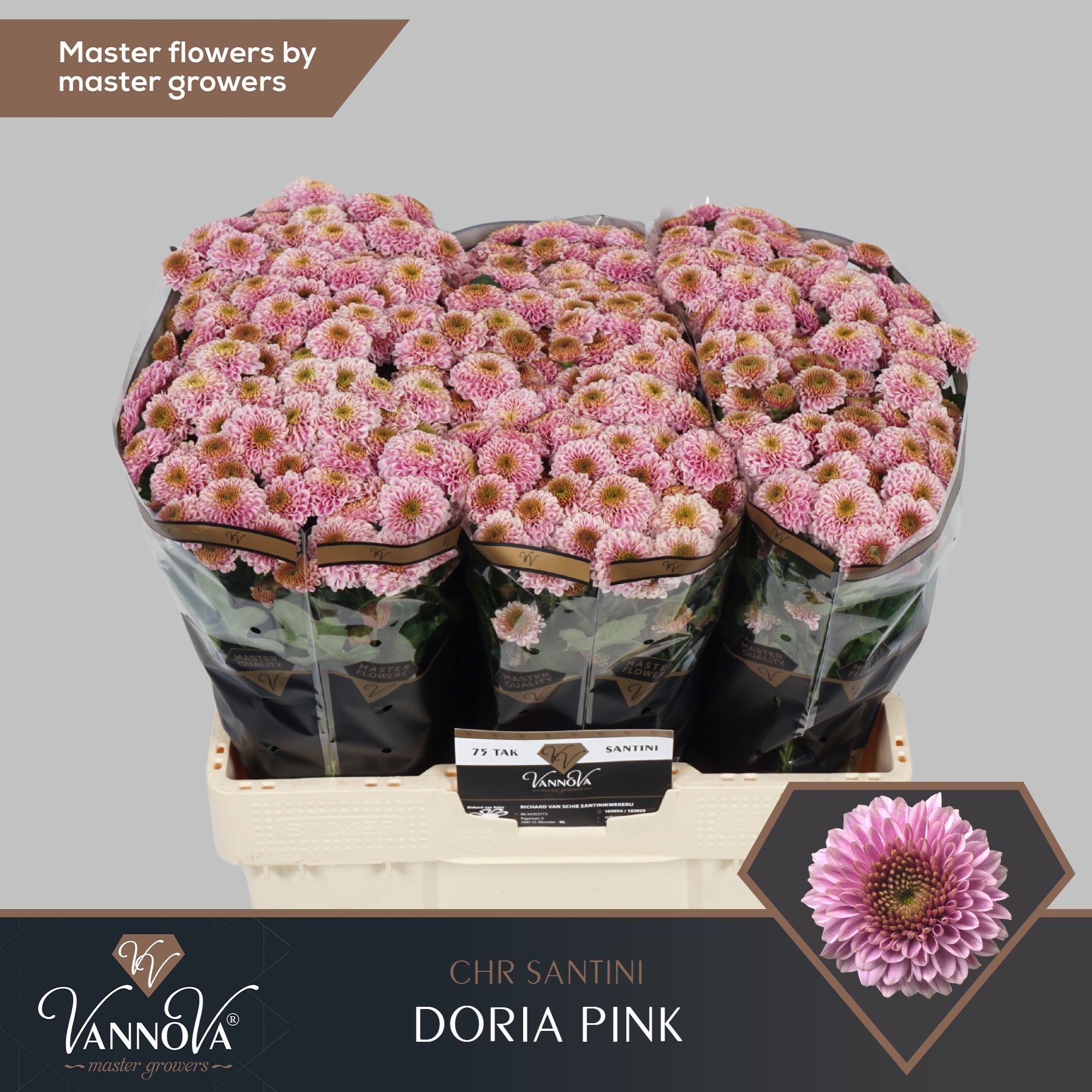 Chrys Santini Doria Pink 55cm 130Ø