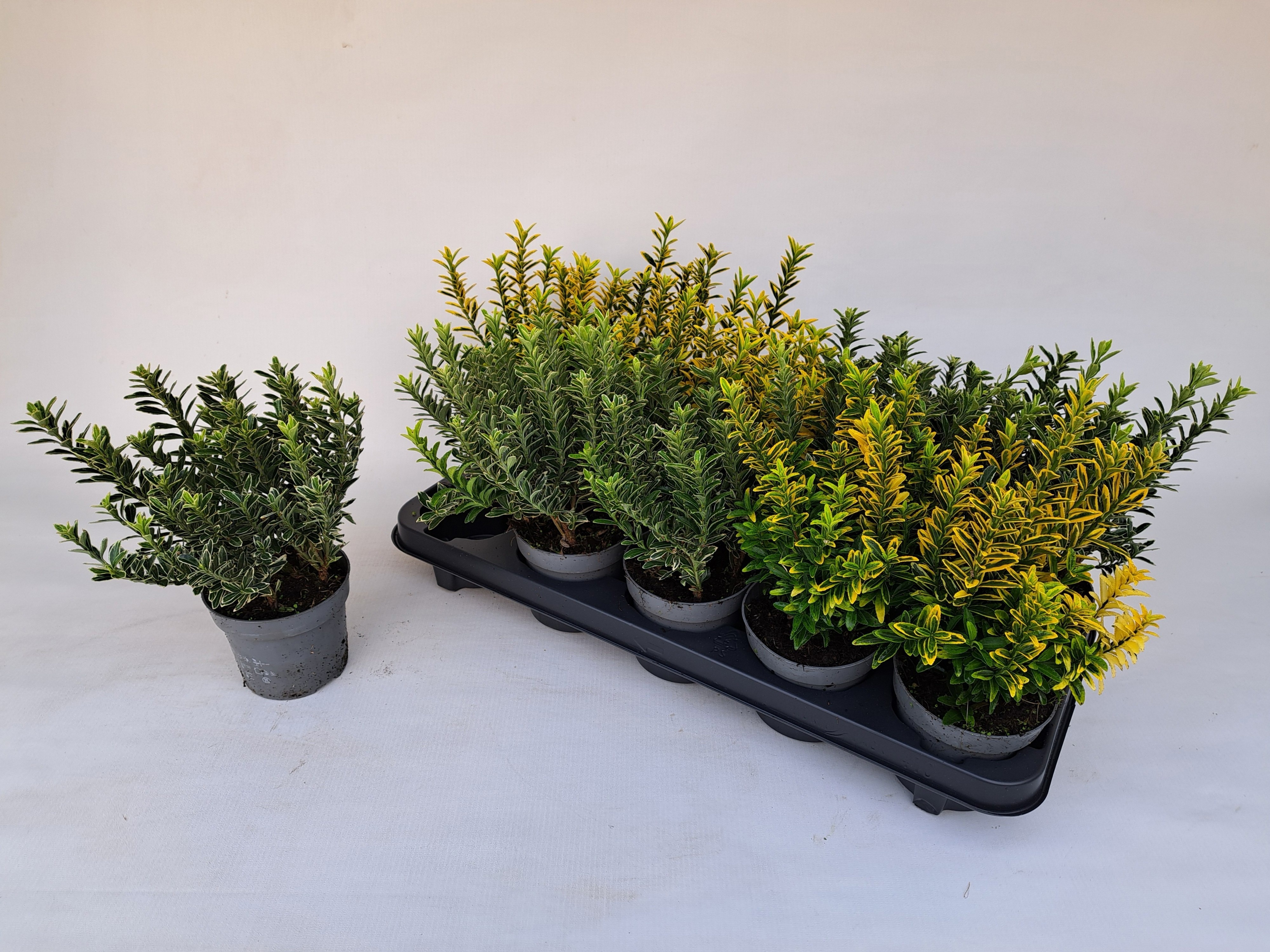 Euonymus Ja Microphy 510P 25H