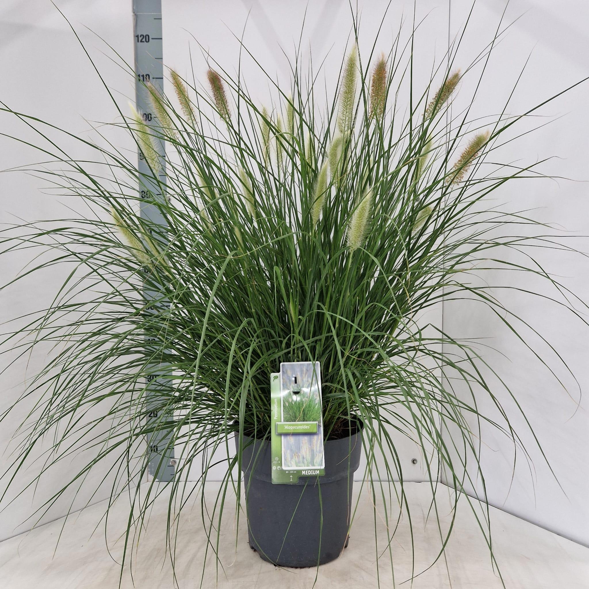 Pennisetum alopecuroides