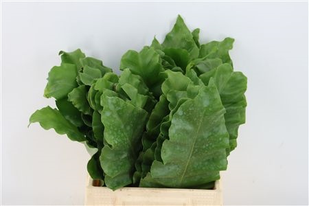 Aspidistra Leaves Bunch 45cm