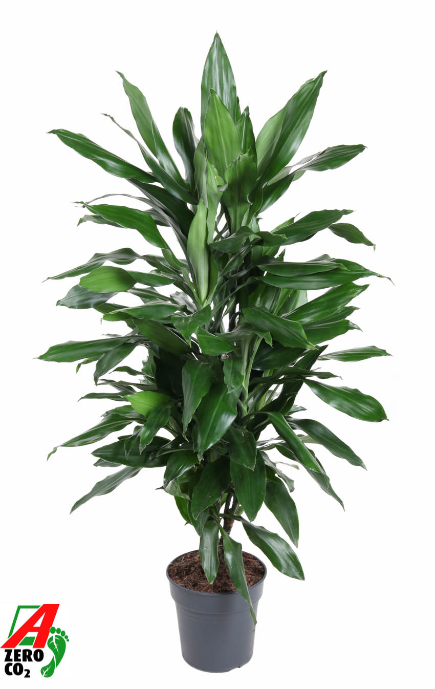 Picture of Dracaena Janet Lind branched P21 80CM