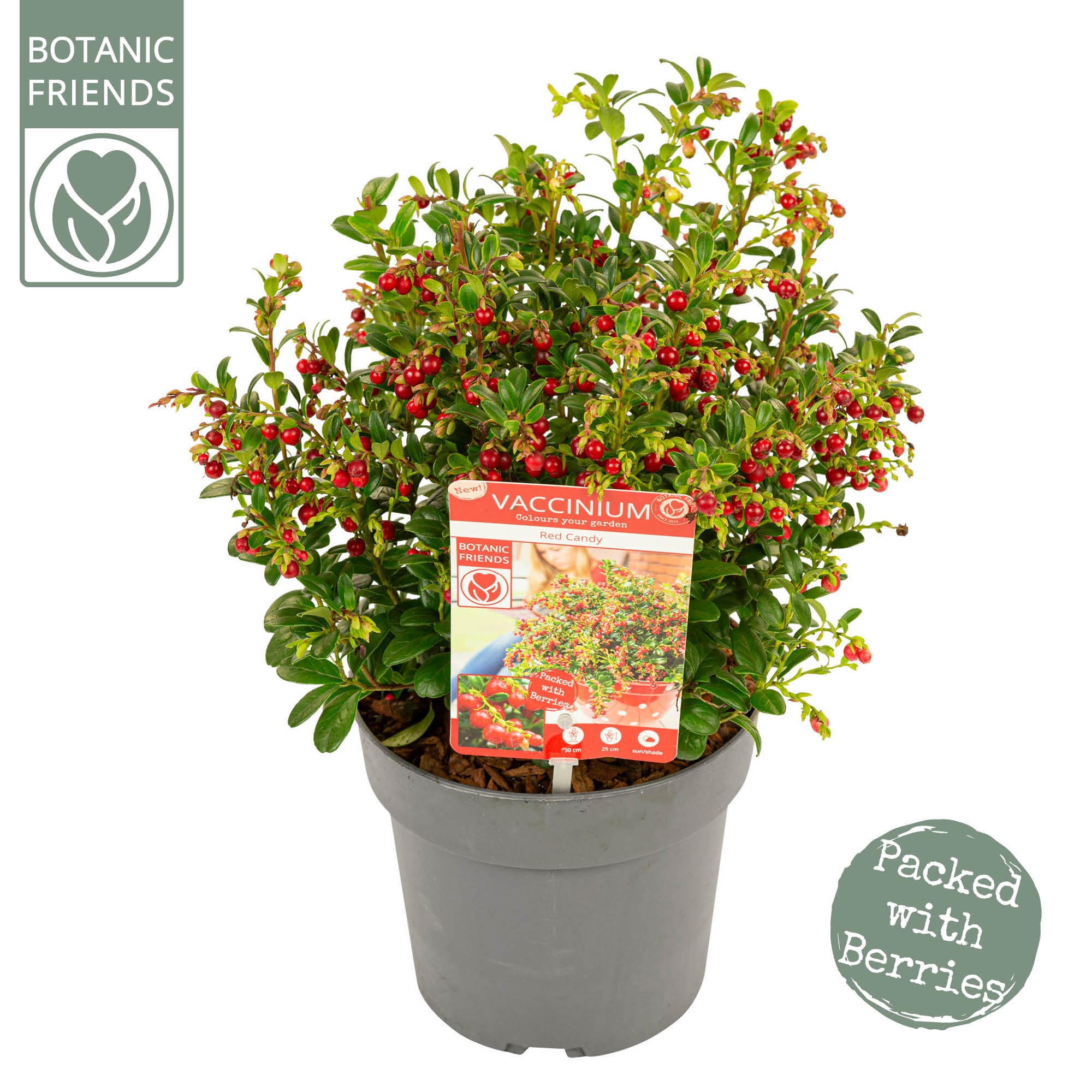 Picture of Vaccinium vitis-idaea 'Red Candy' ®