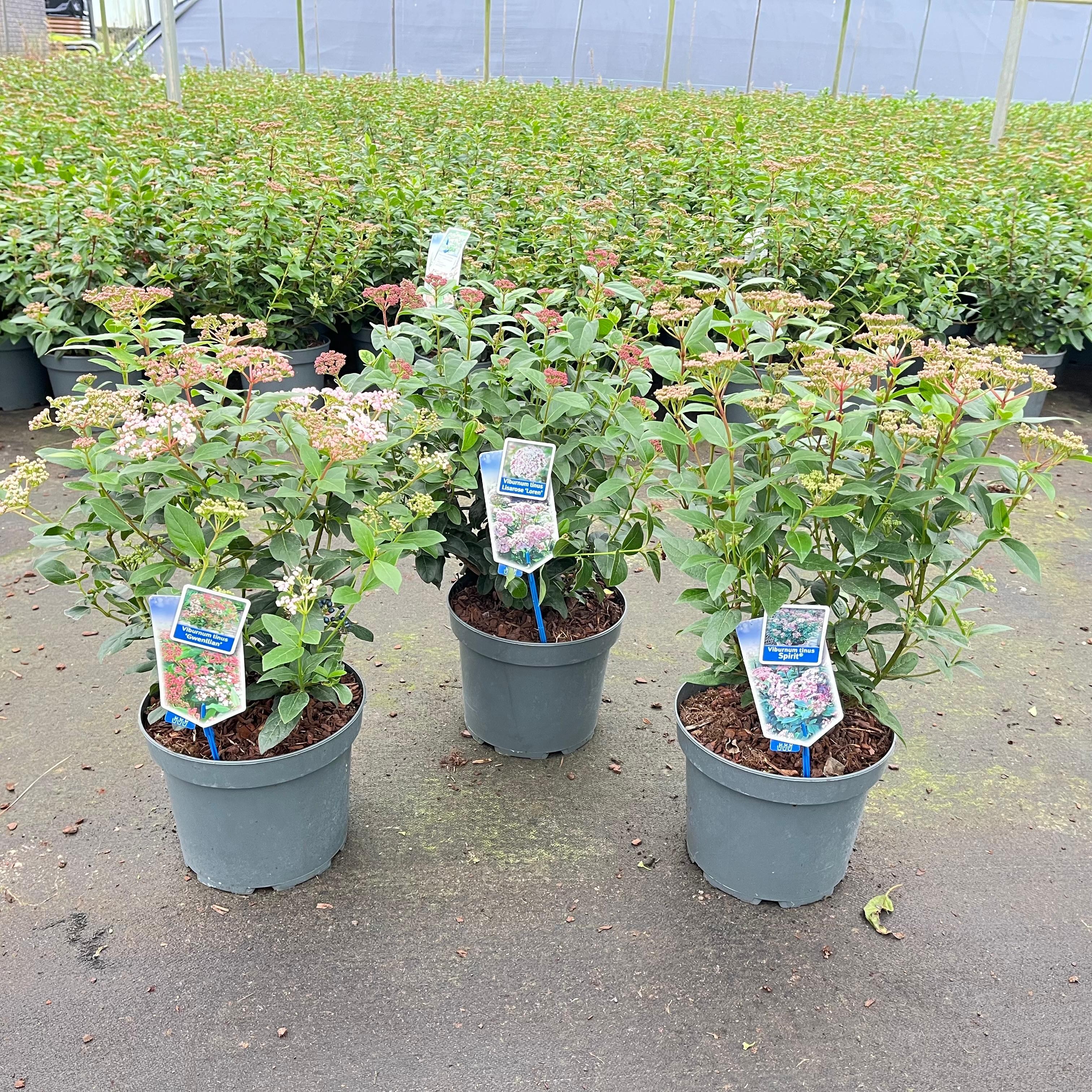 Picture of Viburnum tinus mix (minimum order one layer)