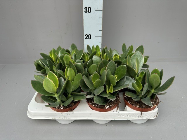 Crassula CRASSULA OVATA JADE