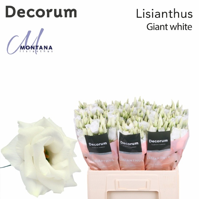 Lisianthus Double Arena Giant White 60cm