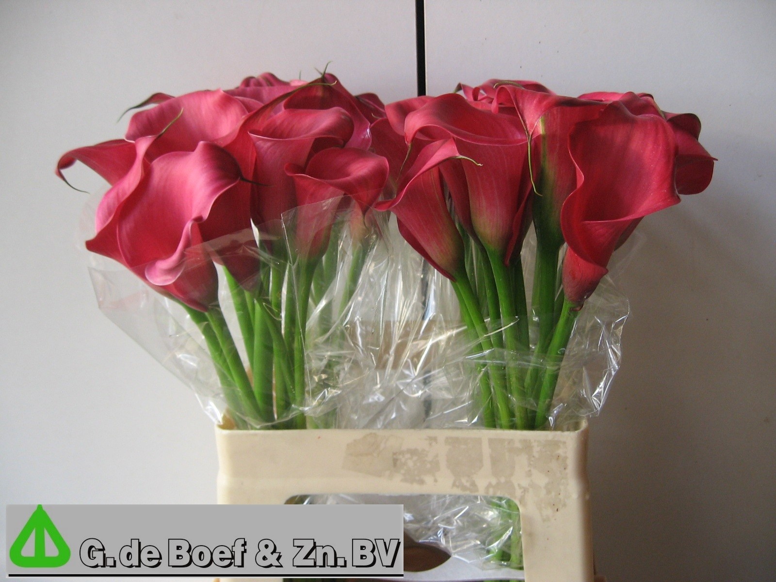 Calla Nashville 60cm