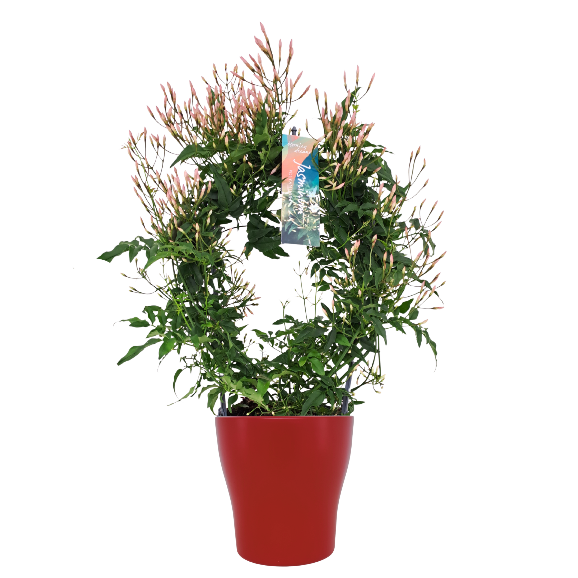 Jasminum boog keramiek rood (Jasmijn)