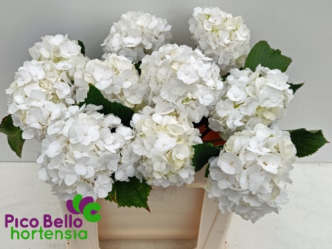 Hydrangea White Verena 50cm 15Ø