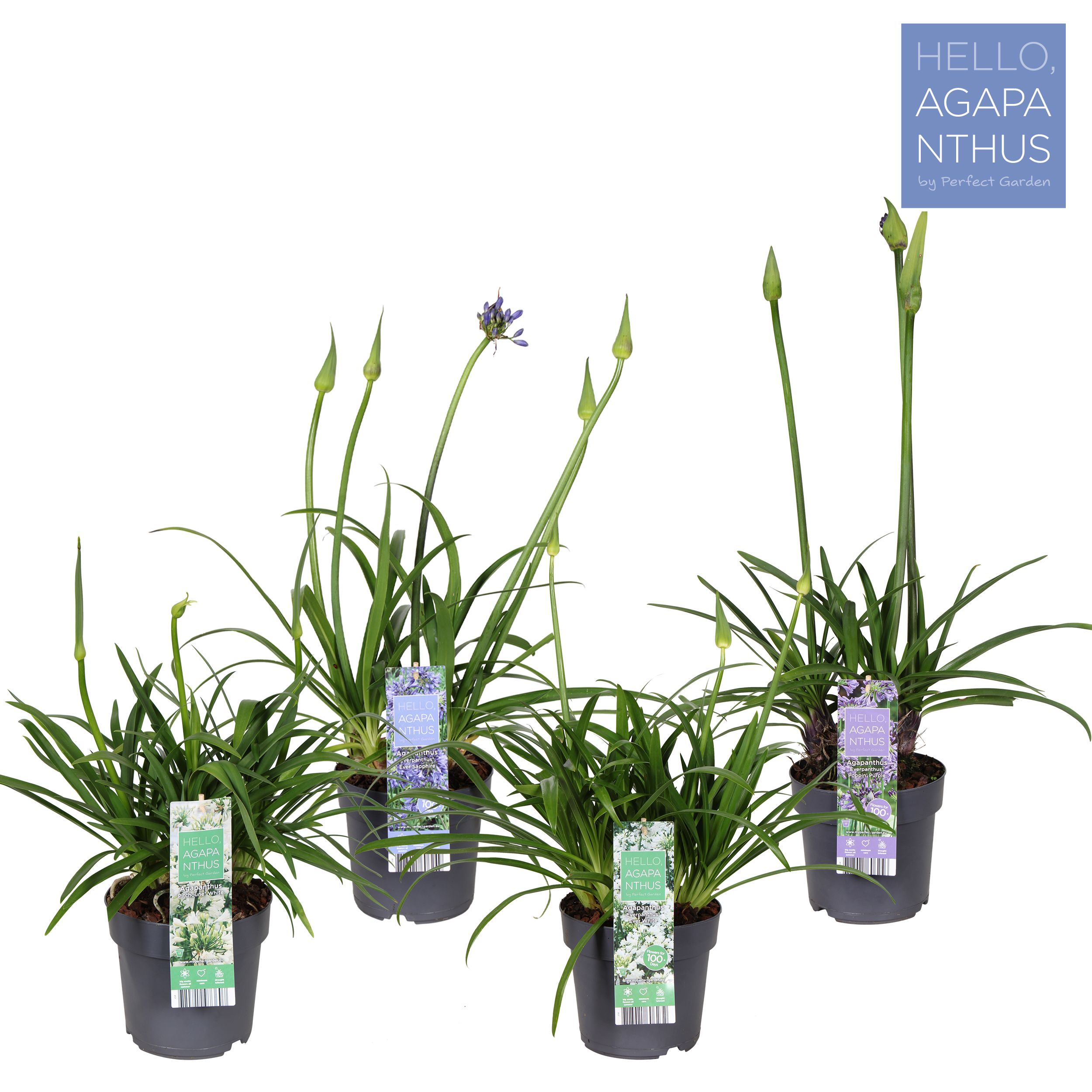 Picture of Agapanthus mix shelve P17