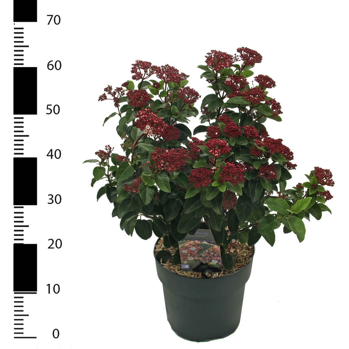 Picture of Viburnum tinus 'Lisarose'