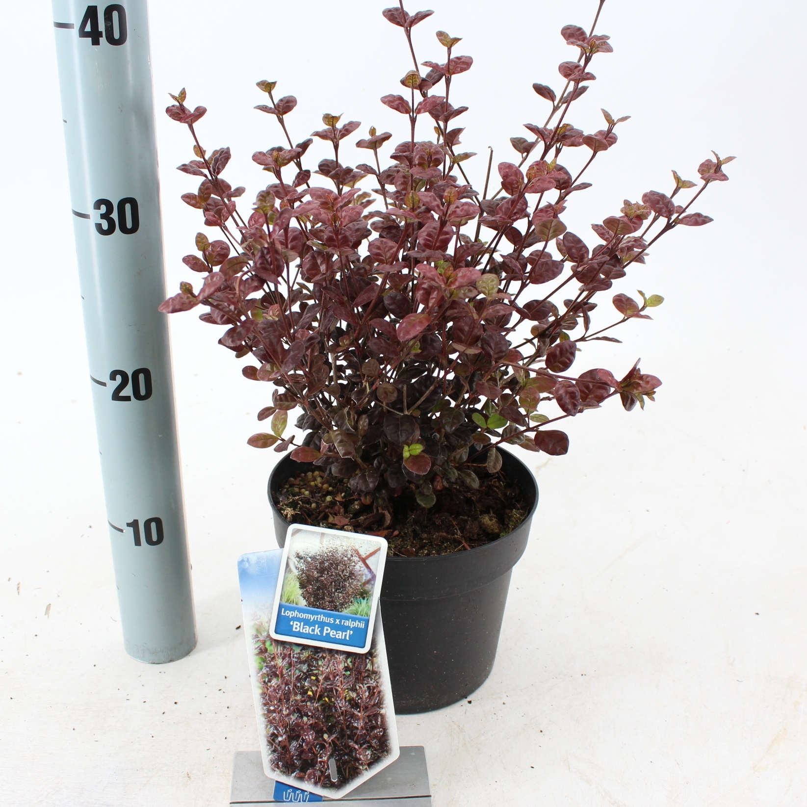 Picture of Lophomyrtus ralphii 'Black Pearl'