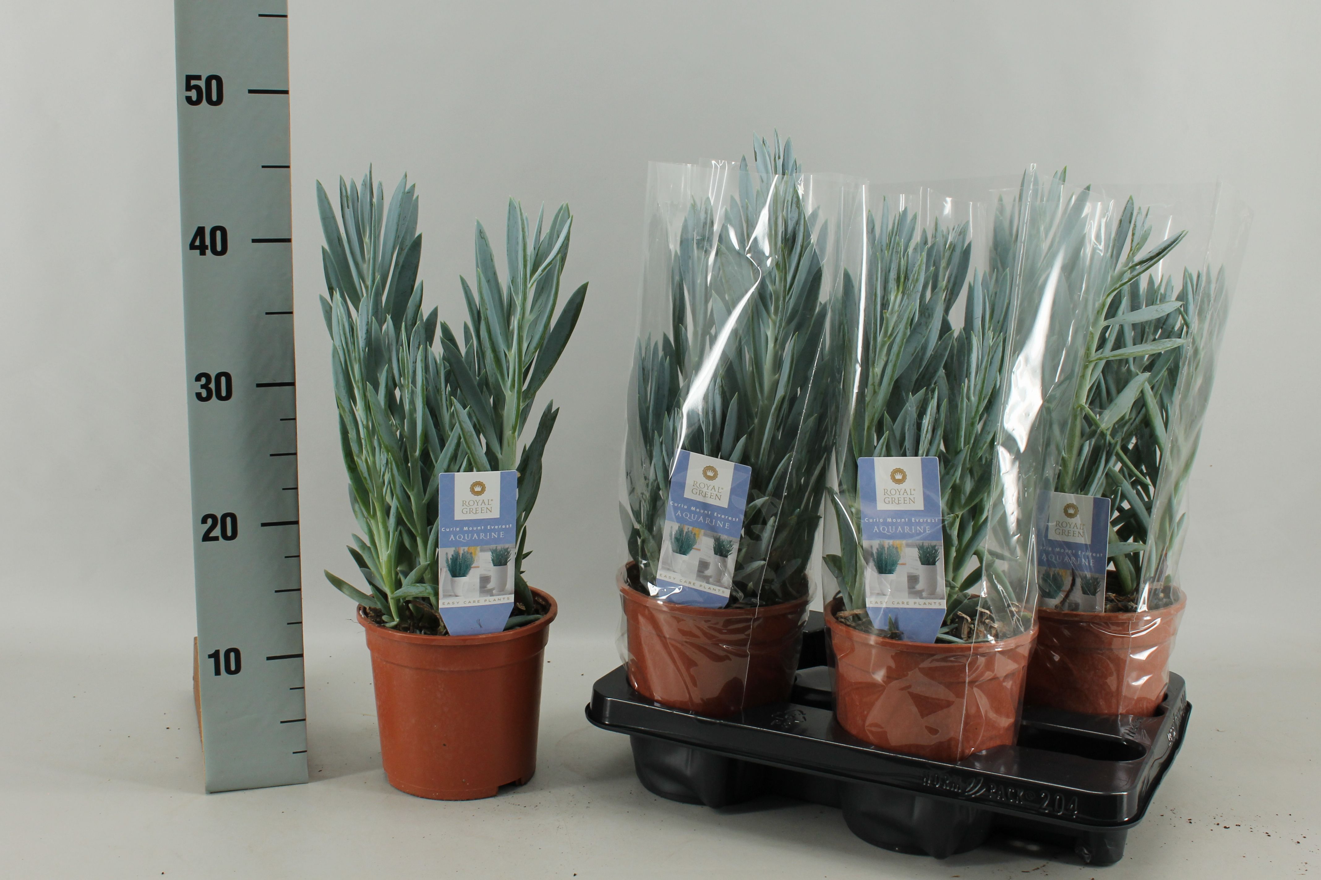 Curio ficoides 'Mount Everest' CURIO FIC MT EVEREST | Gardenline