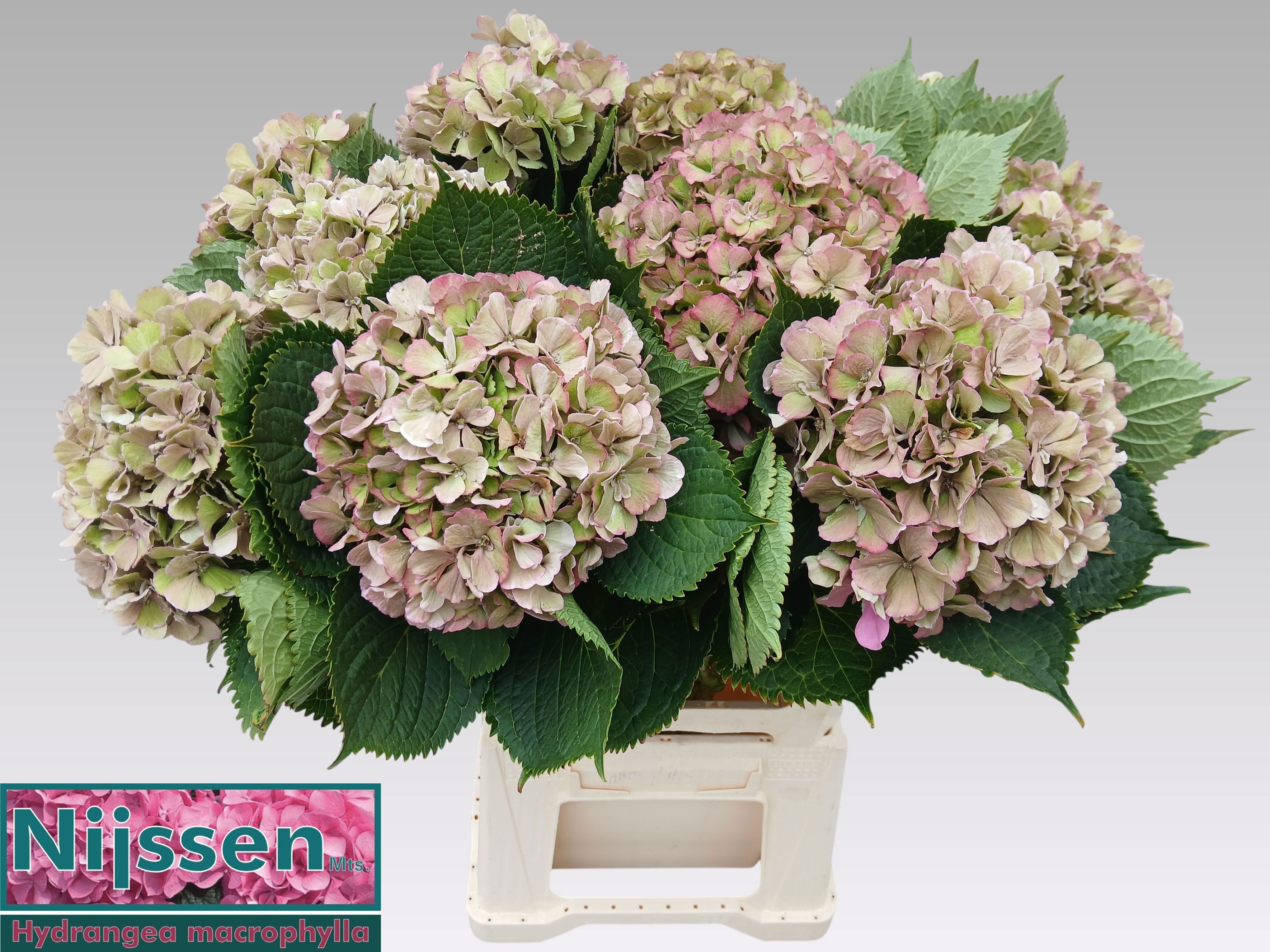 Hydrangea Elbtal Classic Pink 60cm 20Ø