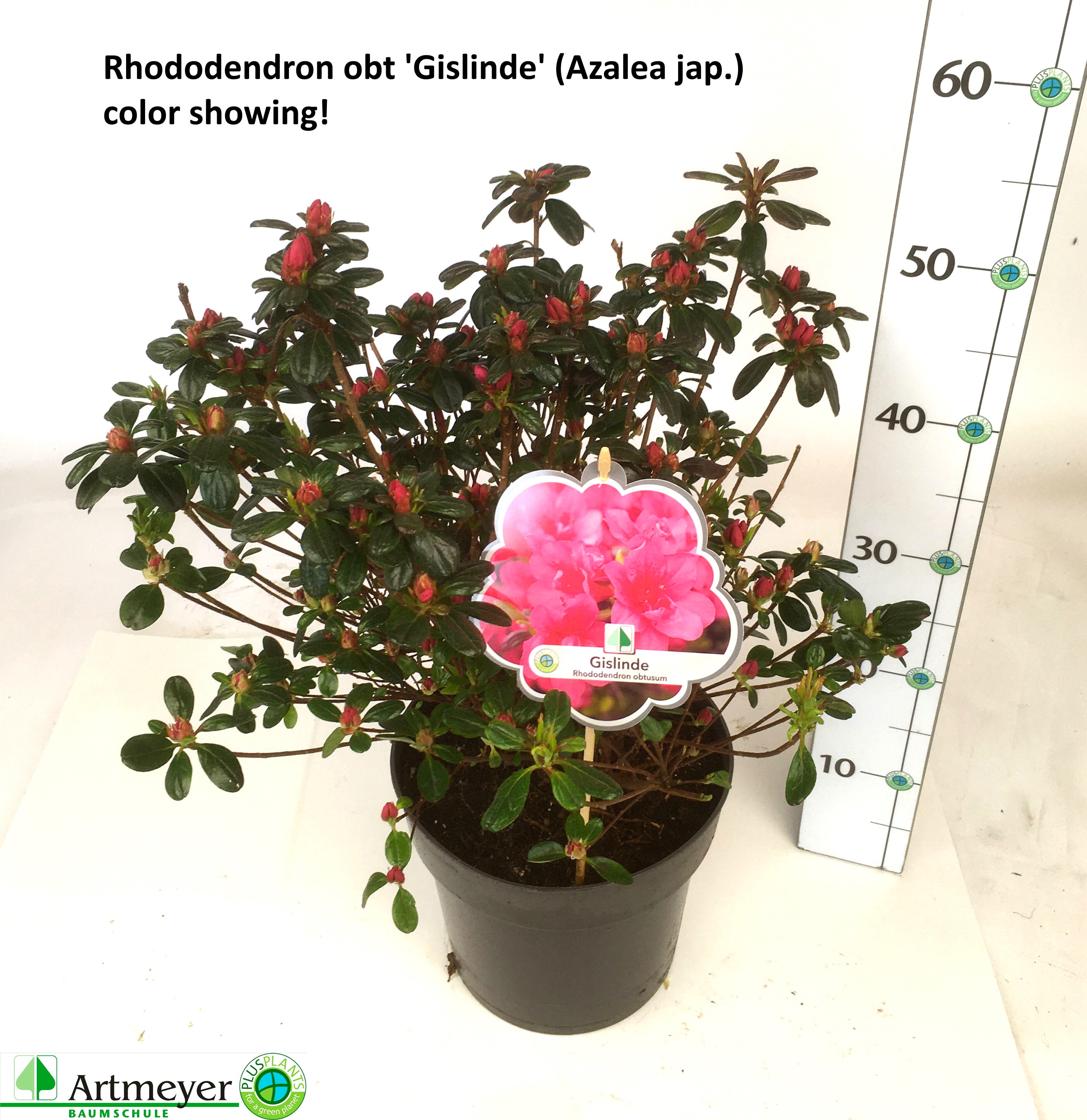Rhododendron Jap. RHOD JA OV | Gardenline