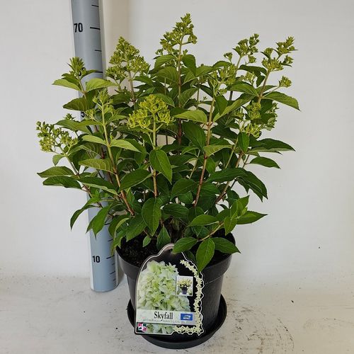 Hydrangea paniculata Skyfall p29 Vlasv