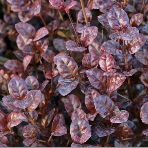 Picture of Lophomyrtus ralphii 'Black Pearl'