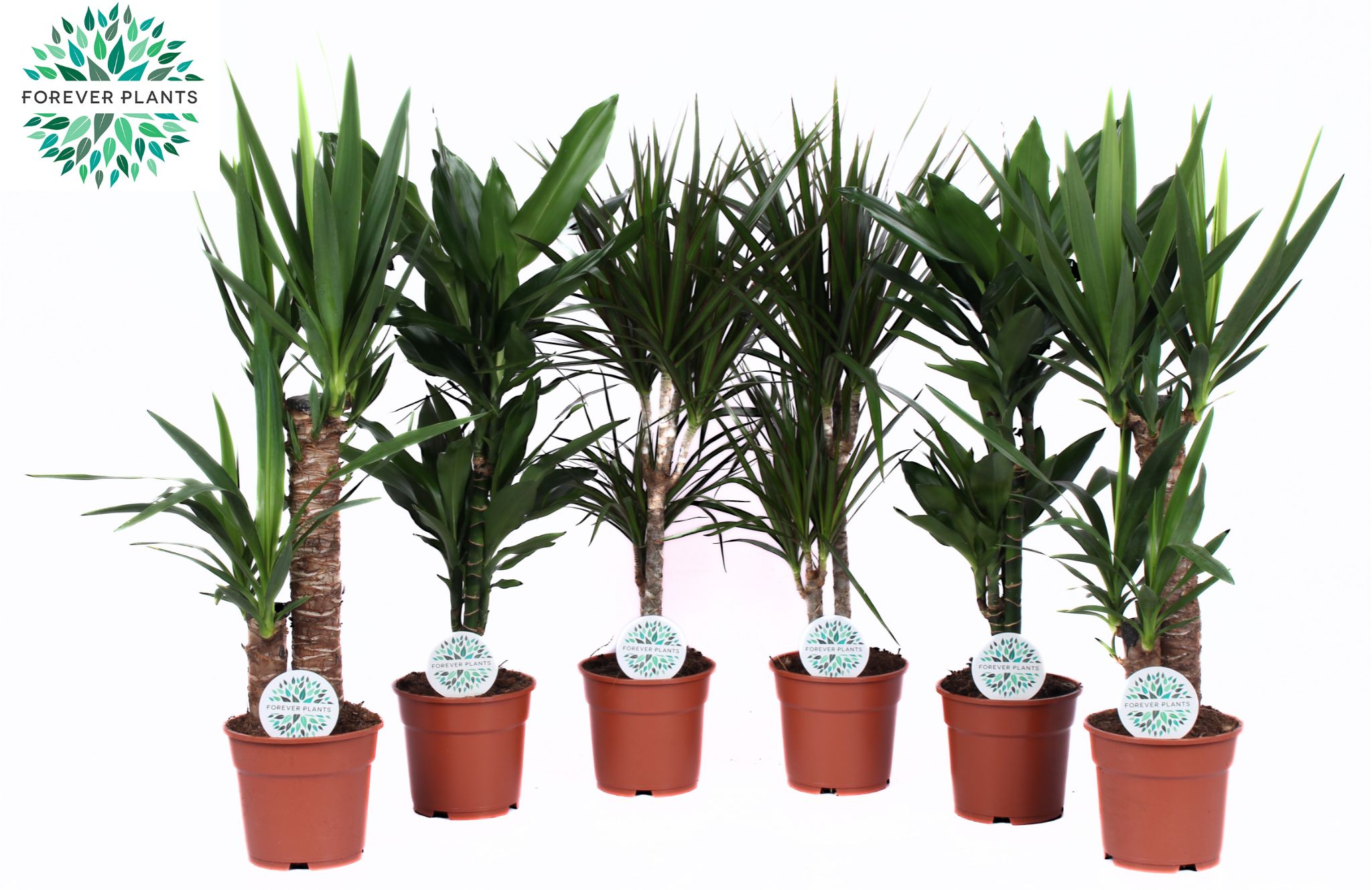 Picture of Houseplants Green Colorado in varieties P17 60CM