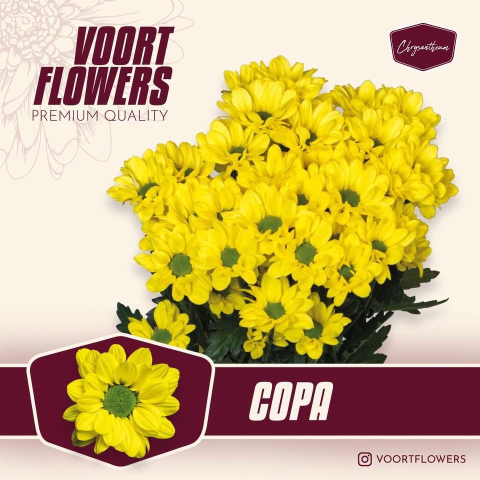 Chrys Spray Copa 85gram