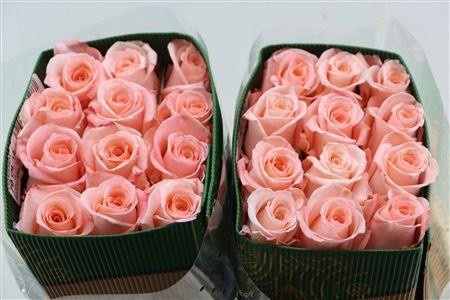 Rosa Engagement 70cm