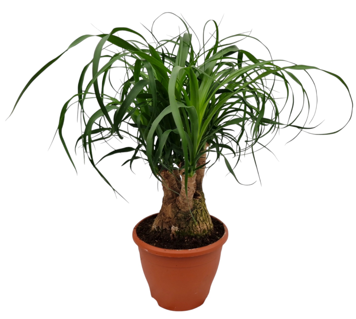 Beaucarnea Recur 19P 45H 3kop