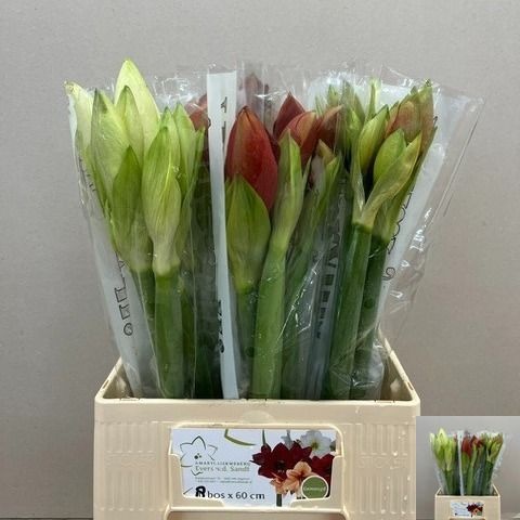 Hippeastrum Mixed 2/4bl