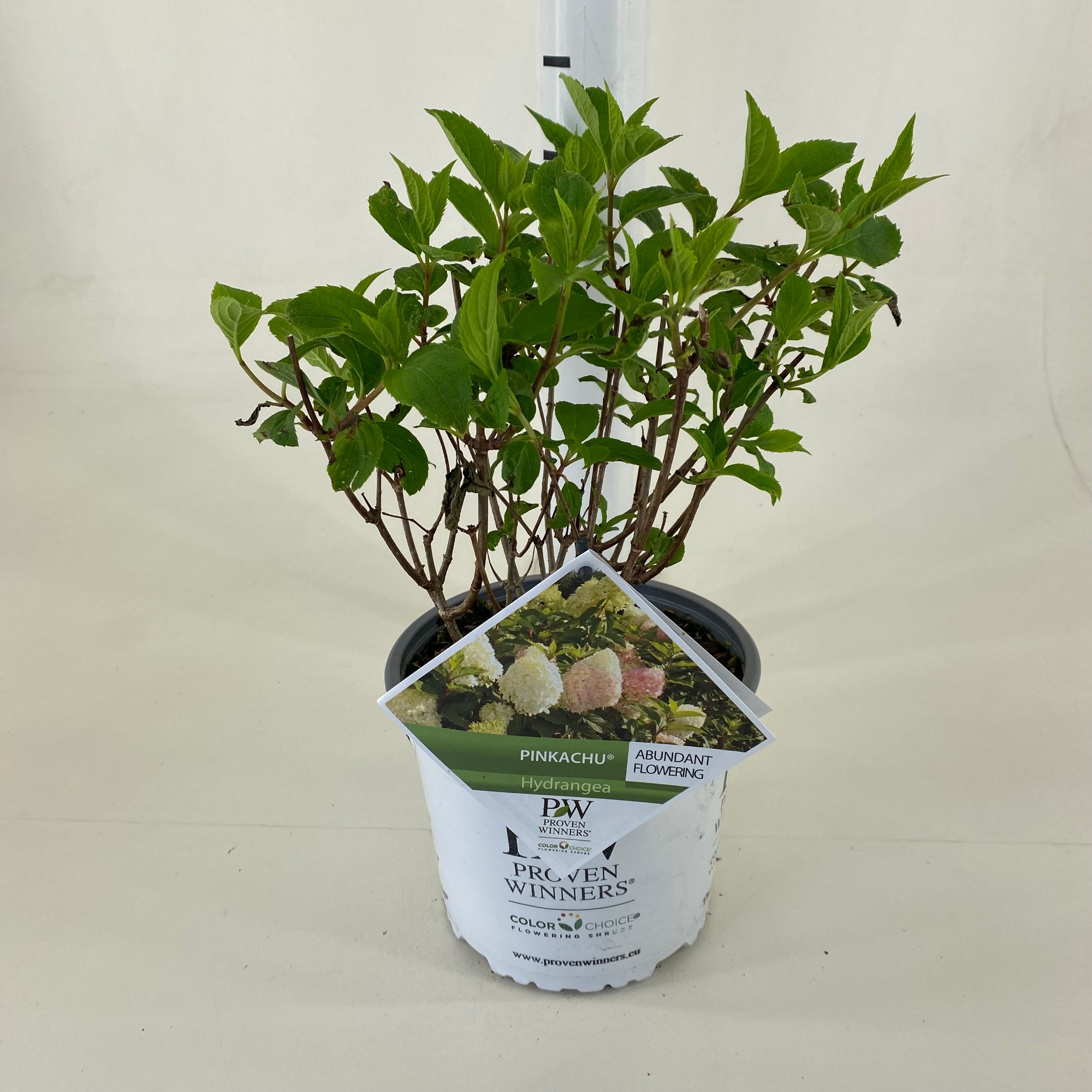 Picture of Hydrangea paniculata 'Pinkachu' ®