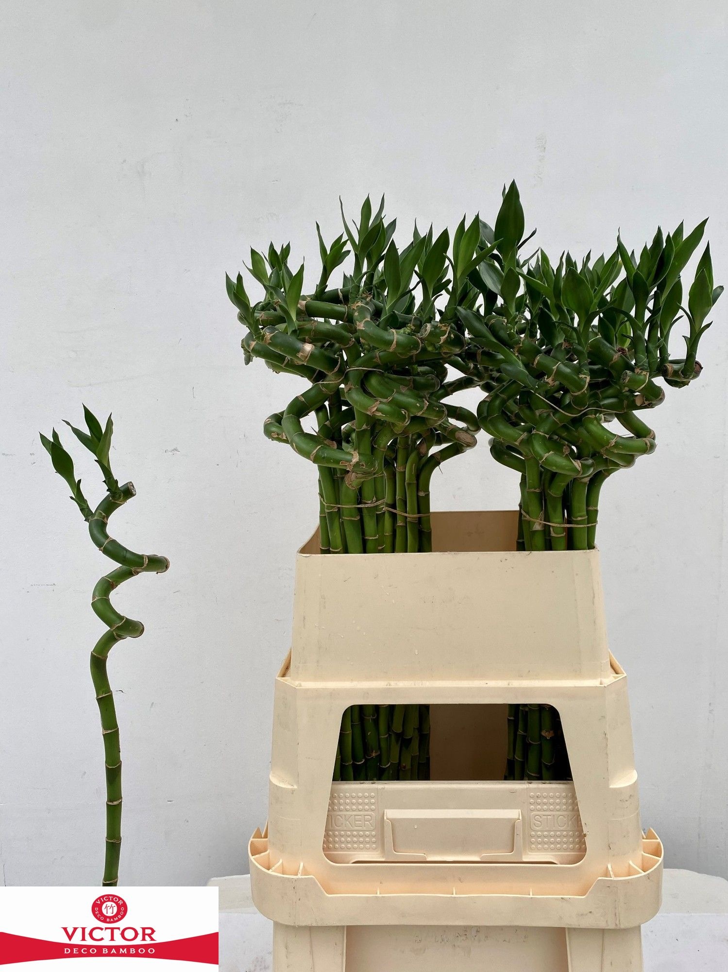 Drac S Lucky Bamboo