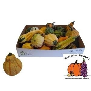 Cucurbita Maya Mix