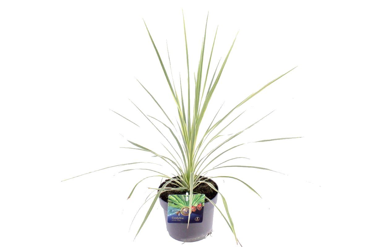 Picture of Cordyline australis Lime Passion