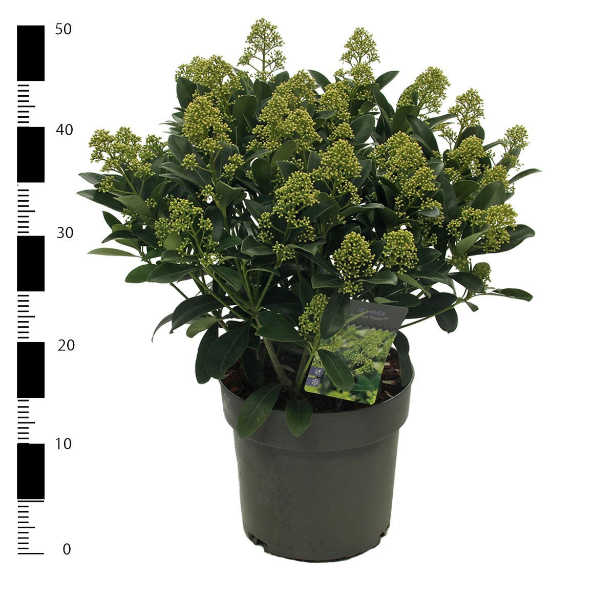 Picture of Skimmia jap. 'Finchy'