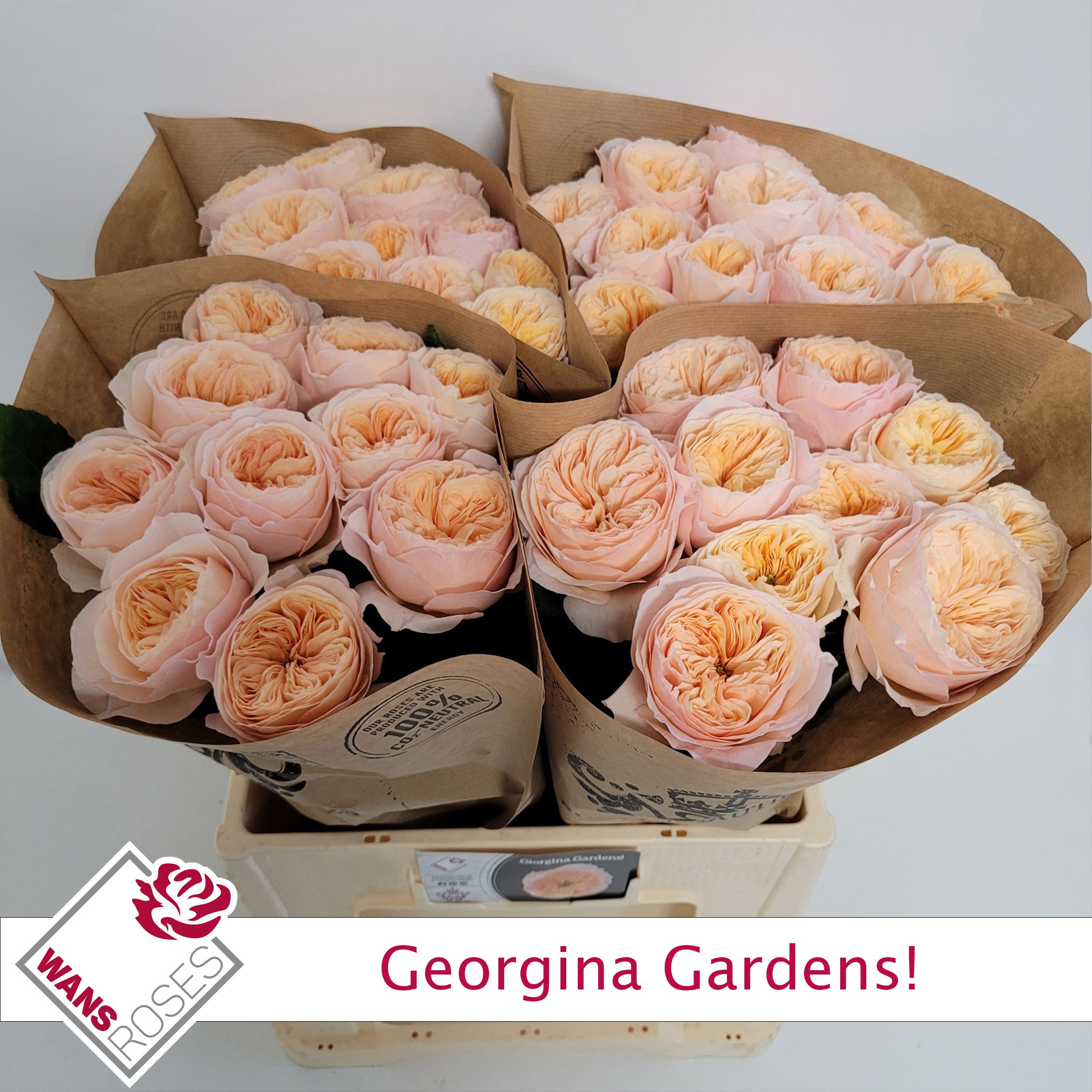 R Gr Georgi Gardens! 60cm