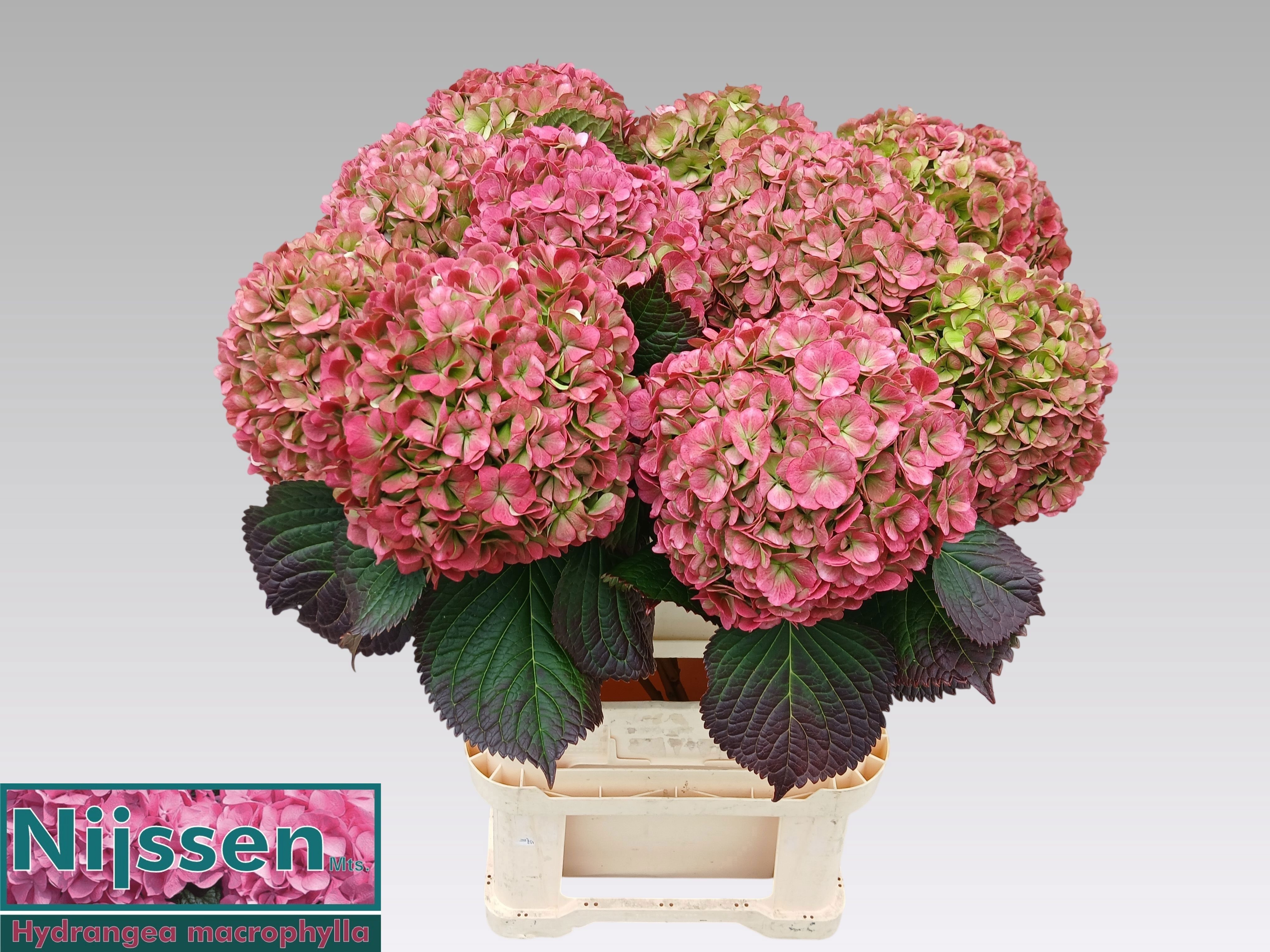 Hydrangea Adora Classic 80cm 23Ø