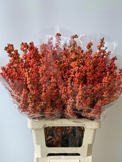Ilex Mag Daydream 70cm