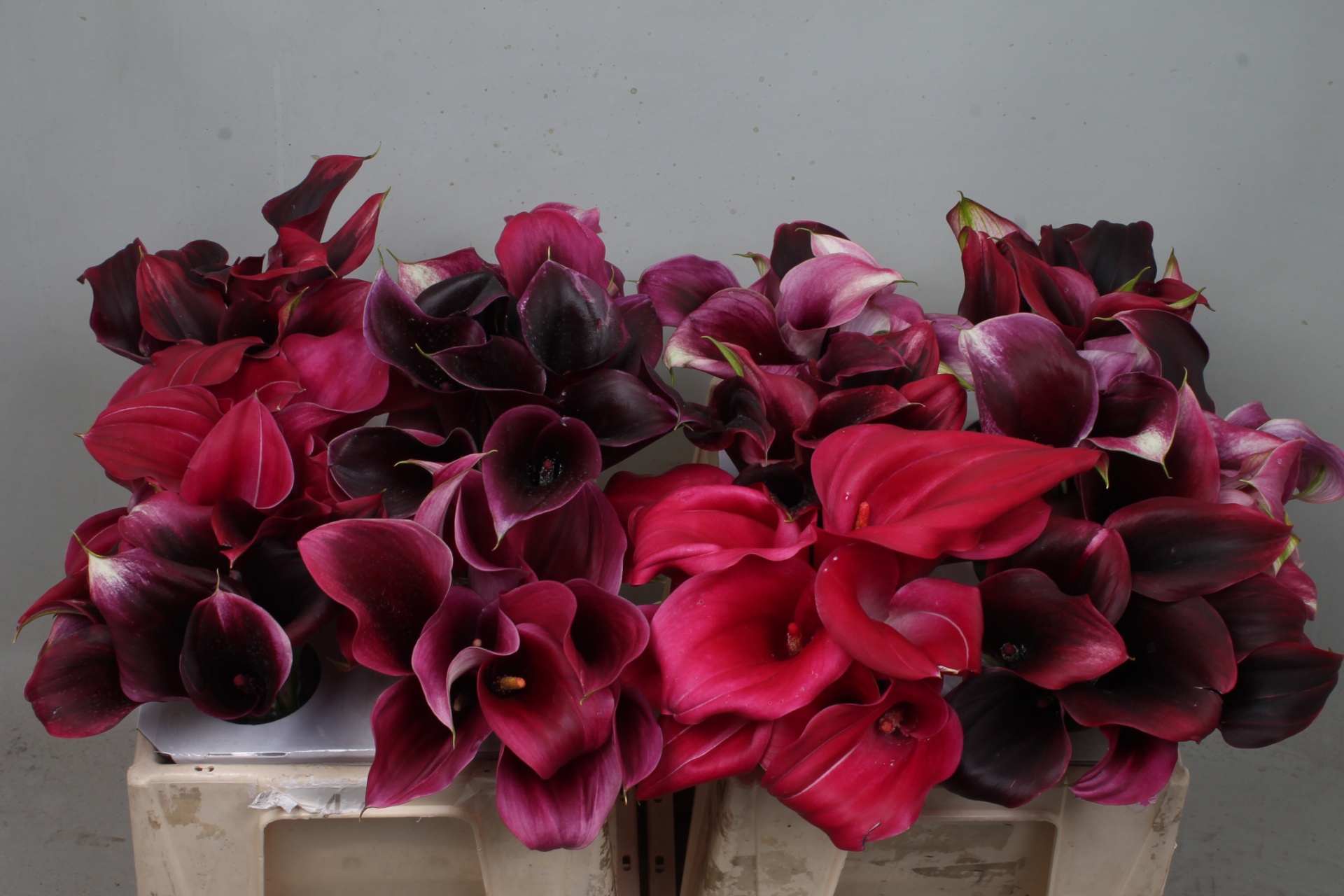 Calla Assorted 35cm