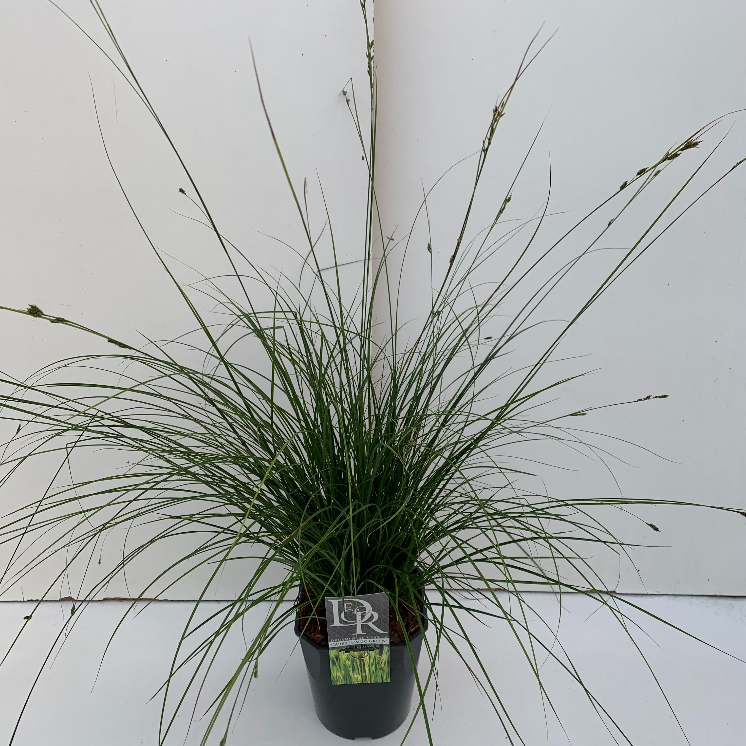 Carex brunnea 'Magic Green'