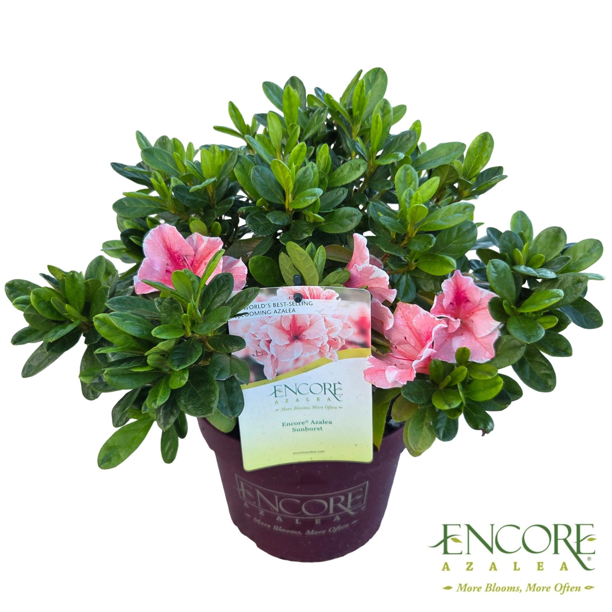 Rhododendron Encore® Sunburst ('Roblet')