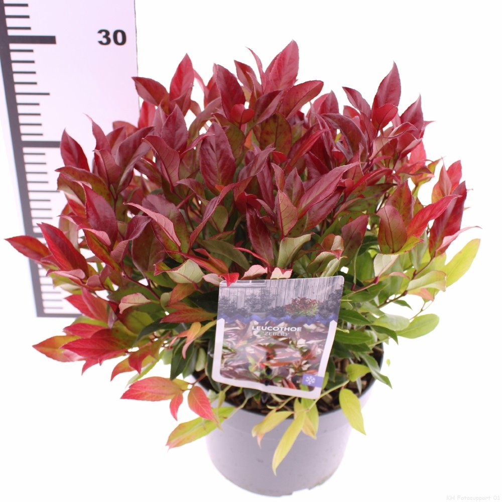 Picture of Leucothoe Zeblid P17 (2 Ltr)