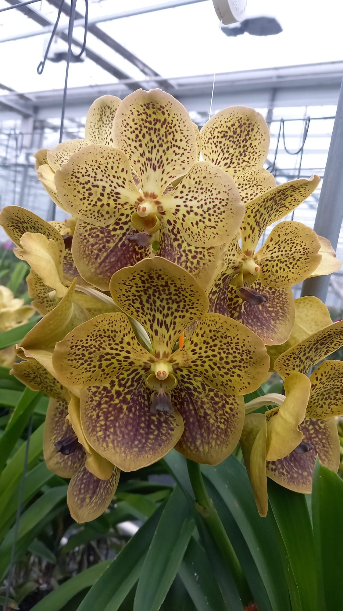 Vanda Yellow Gold