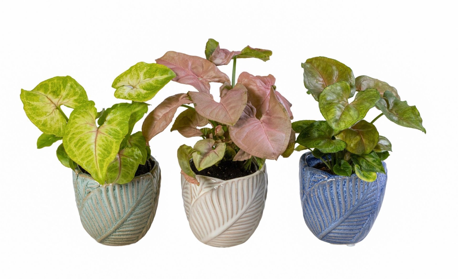 Syngonium L 66075 With Syngonium Mix