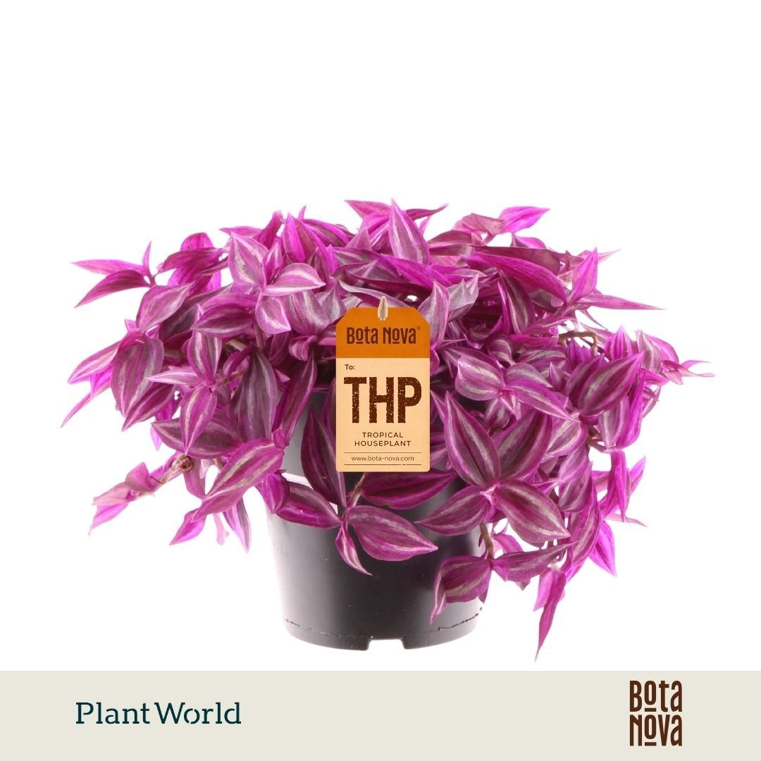 Tradescantia fluminensis Pink Paradise