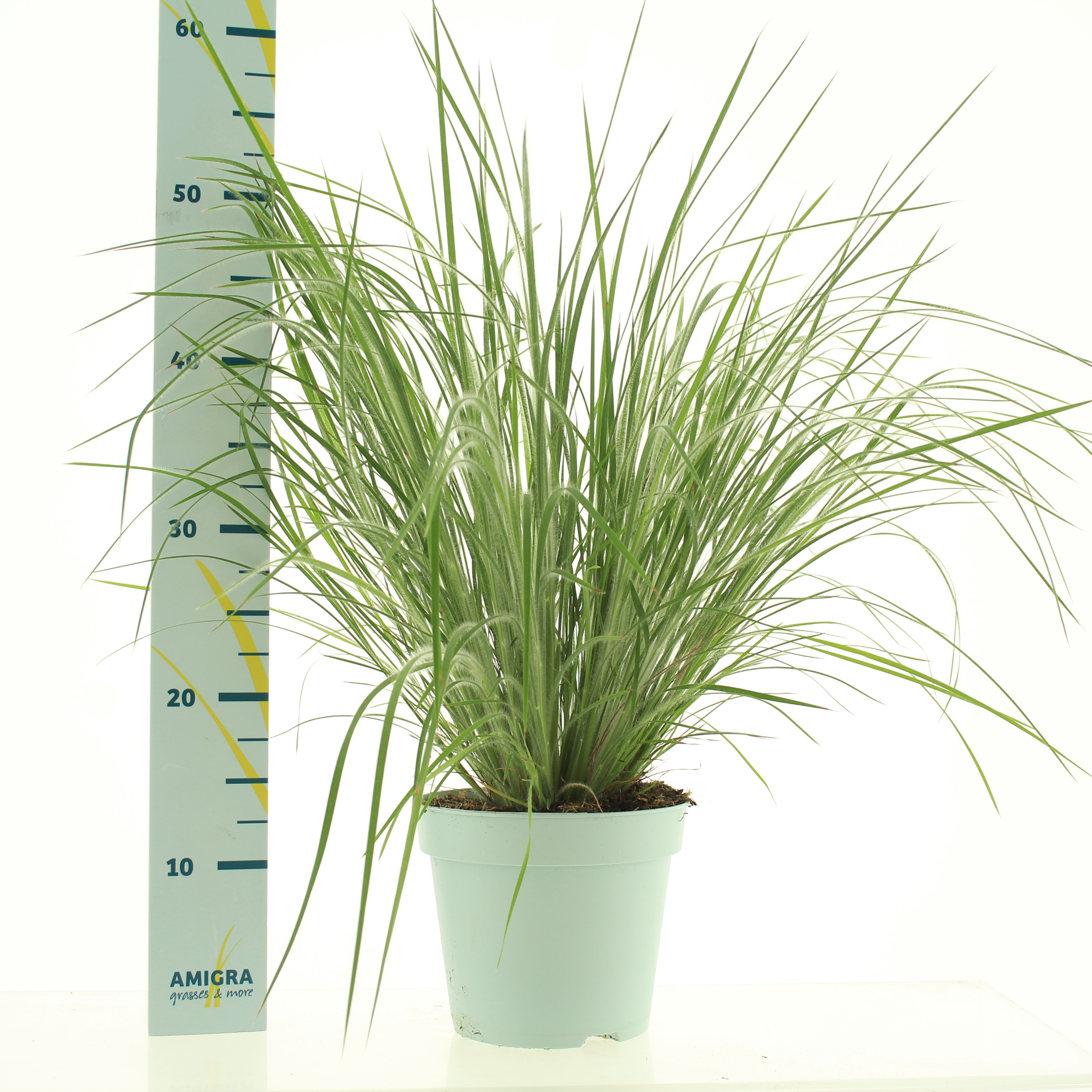 Picture of Schizachyrium scoparium P17 (2 Ltr)