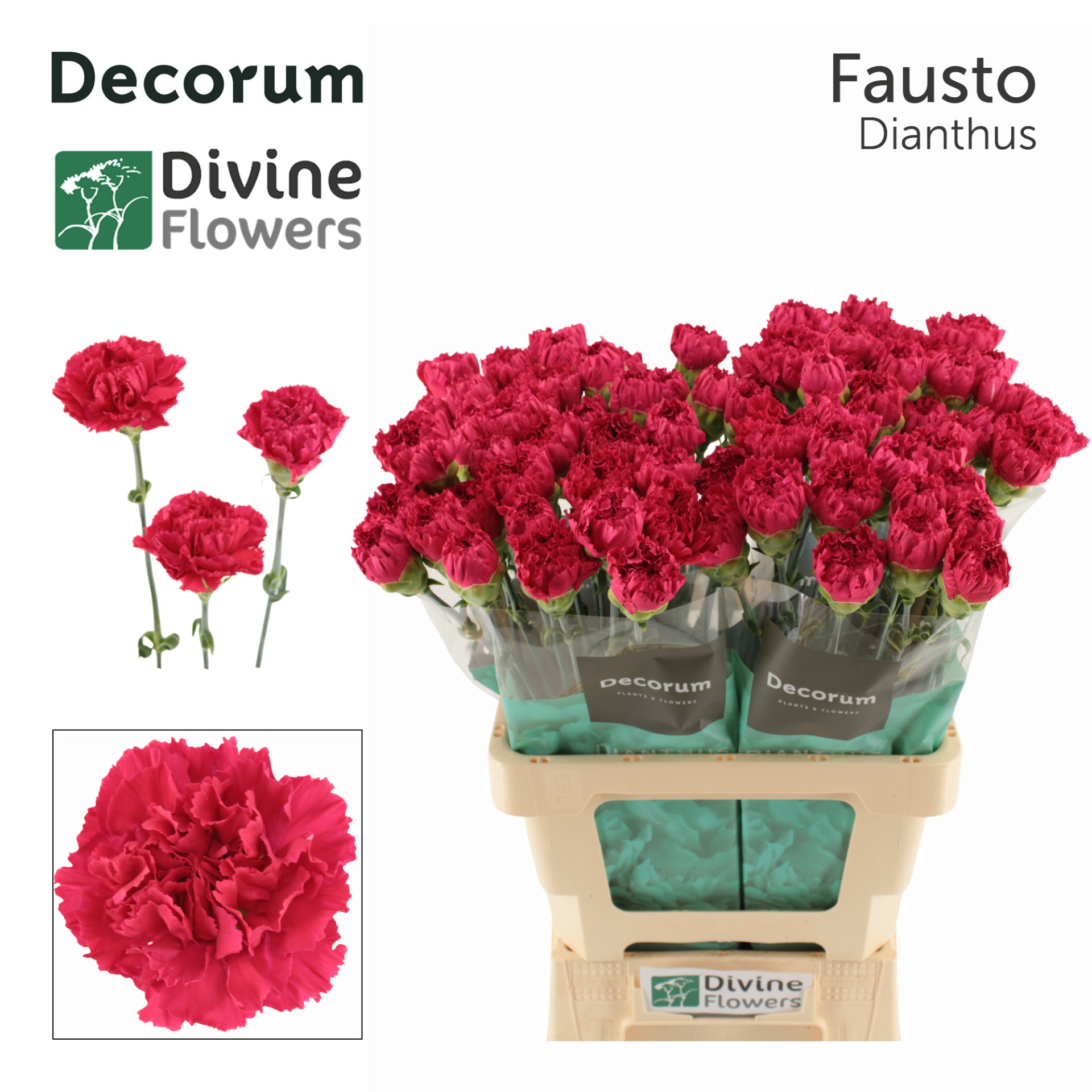 Di St Fausto