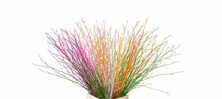 Betula Bs Kleurbeh