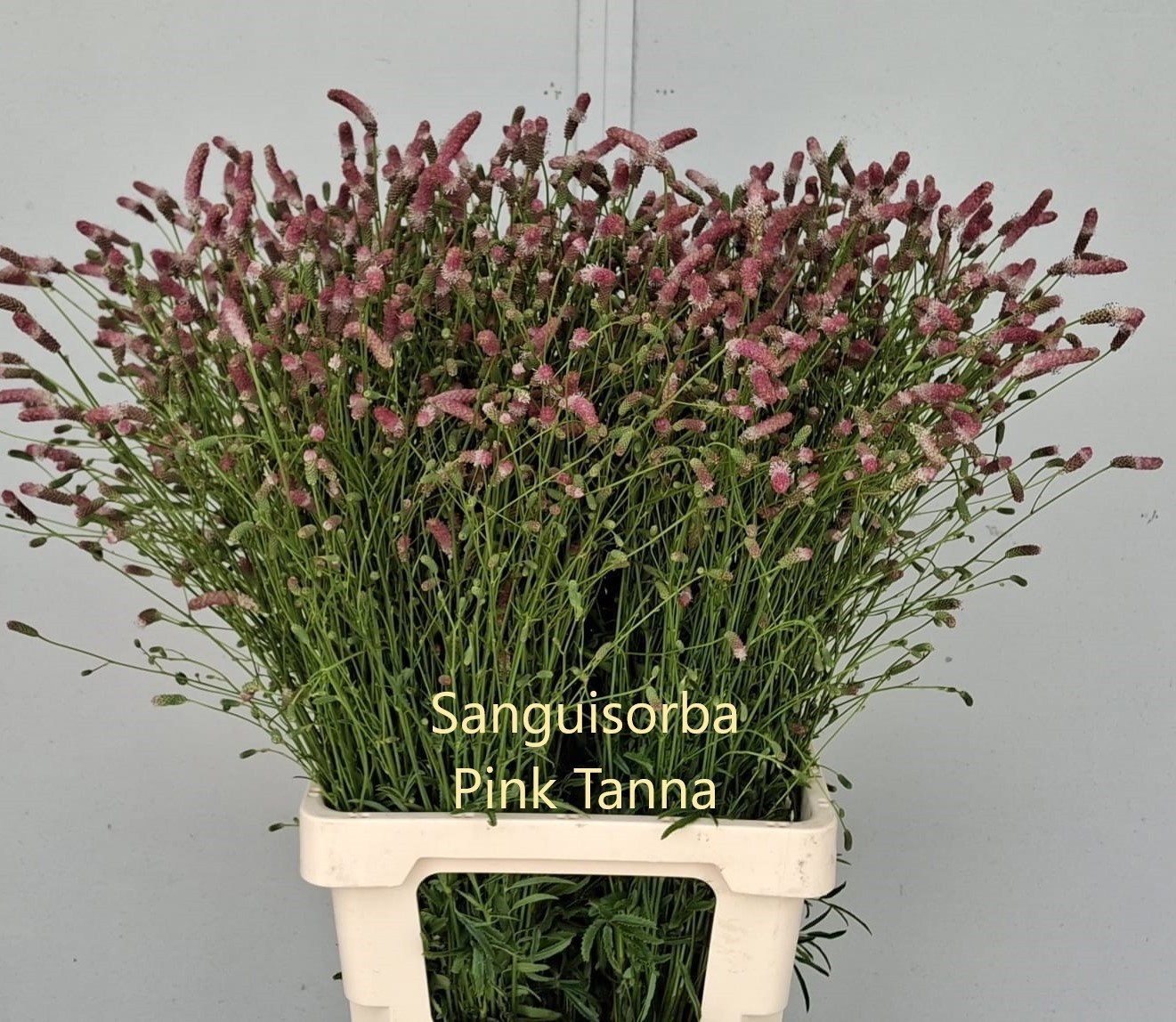 Sanguiso O Pink Tann