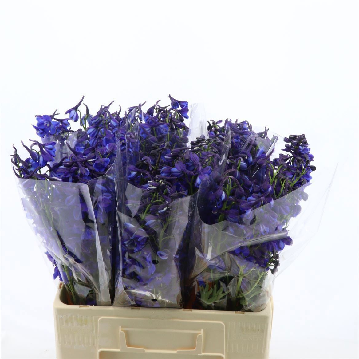 Delphinium Be Deldon Blue 60cm