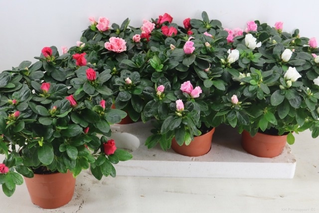 Rhodo Si Vogel Gem 14P 35H 35Ø Cm 23bloei